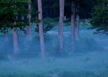Troncais-Nature-2019-Le-jour-se-leve