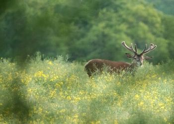 Troncais-Nature-2019-Velours-Colza