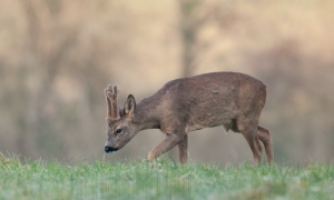 Brocard de février en velours