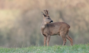 Brocard de février en velours