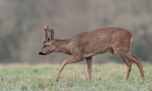 Brocard de février en velours Brocard de février en velours