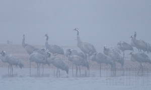 Grues du val d'Allier au lever du jour Grues du val d'Allier au lever du jour