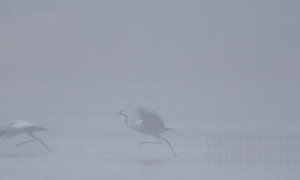 Grues du val d'Allier au lever du jour Grues du val d'Allier au lever du jour