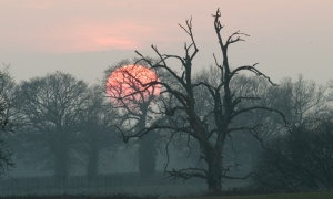 Bocage de février, coucher du soleil Bocage de février, coucher du soleil