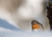 Le Rouge Gorge en hiver Le Rouge Gorge en hiver