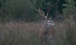 Troncais-Nature Saison de brame 2015