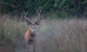 Troncais-Nature Saison de brame 2015