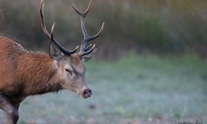 Troncais-Nature Saison de brame 2015