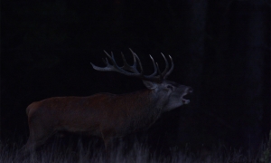 Troncais-Nature Saison de brame 2015