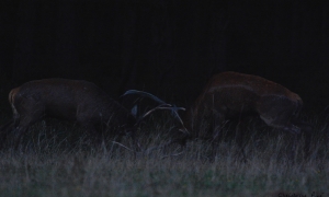 Troncais-Nature Saison de brame 2015