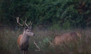 Troncais-Nature Saison de brame 2015