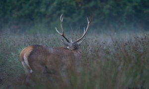 Troncais-Nature Saison de brame 2015