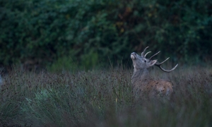 Troncais-Nature Saison de brame 2015