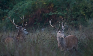 Troncais-Nature Saison de brame 2015