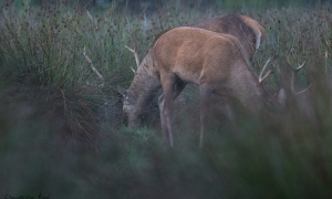 Troncais-Nature Saison de brame 2015