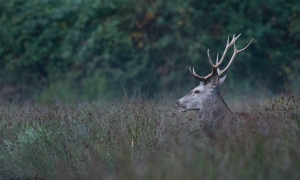 Troncais-Nature Saison de brame 2015