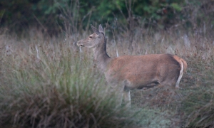 Troncais-Nature Saison de brame 2015