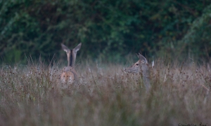 Troncais-Nature Saison de brame 2015