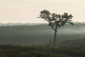 Tronçais, les grands