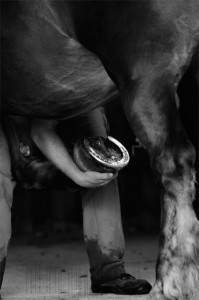 Ferrage, cheval de trait