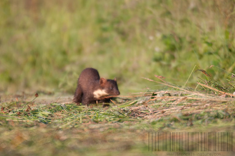 La martre au mulotage