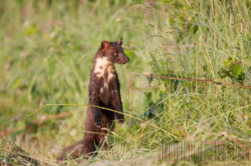 La martre recherche le mulot