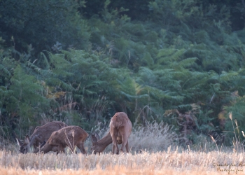 Troncais-Nature-chevrette-babyTwo