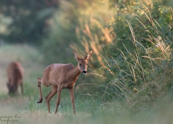 Troncais-Nature-chevrette3