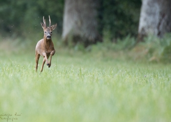 Troncais-Nature-Rut3