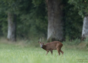 Troncais-Nature-Rut4
