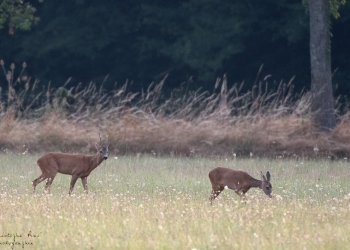 Troncais-Nature-Rut10