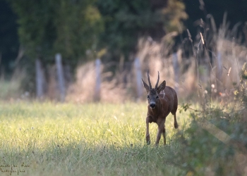 Troncais-Nature-Rut8