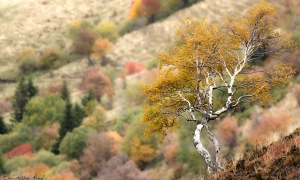 Troncais-Nature ambiances d'ombres et de lumières