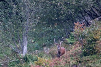 Saison de brame 2016