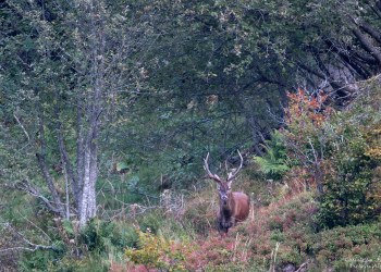 Saison de brame 2016