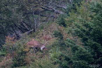 Saison de brame 2016