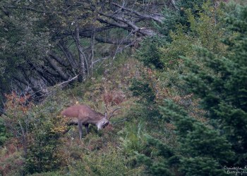 Saison de brame 2016