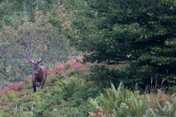 Saison de brame 2016