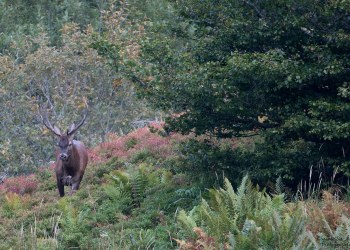 Saison de brame 2016