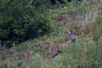 Saison de brame 2016