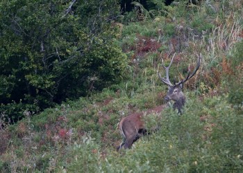 Saison de brame 2016