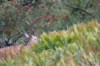 Saison de brame 2016
