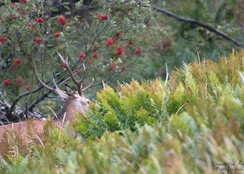Saison de brame 2016