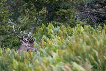 Saison de brame 2016