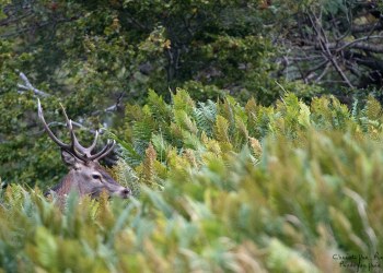 Saison de brame 2016