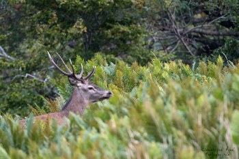 Saison de brame 2016