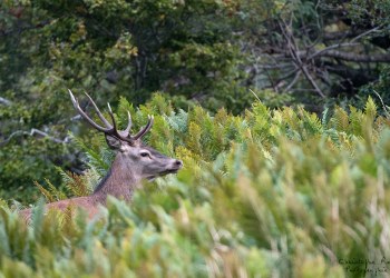 Saison de brame 2016