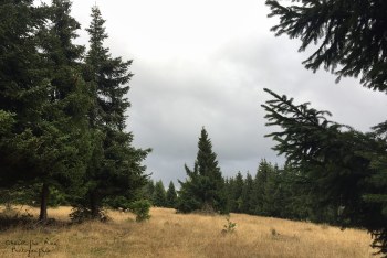 Saison de brame 2016