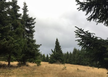 Saison de brame 2016