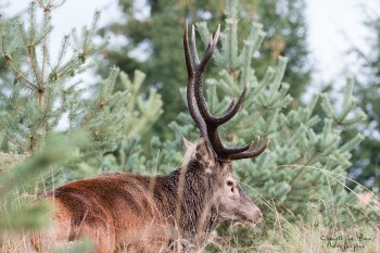 Saison de brame 2016